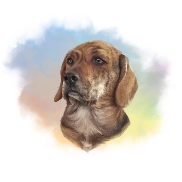 ilustrações, clipart, desenhos animados e ícones de retrato de um cão de caça considerável. - dachshund dog white background hunting dog