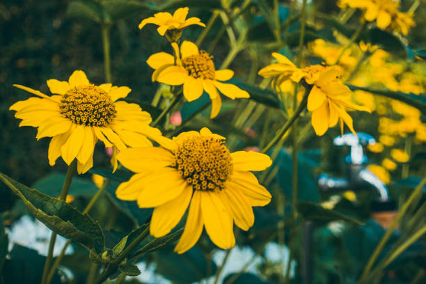 beautiful flowers for gardening themes