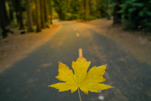 Yellow leaf on road in Autumn forest , Yosemite USA