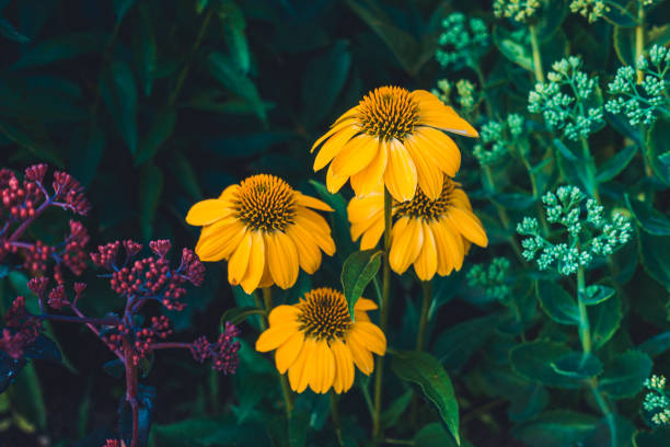 beautiful flowers for gardening themes