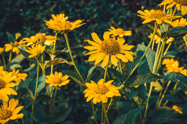 istock beautiful flowers for gardening themes 1163550124