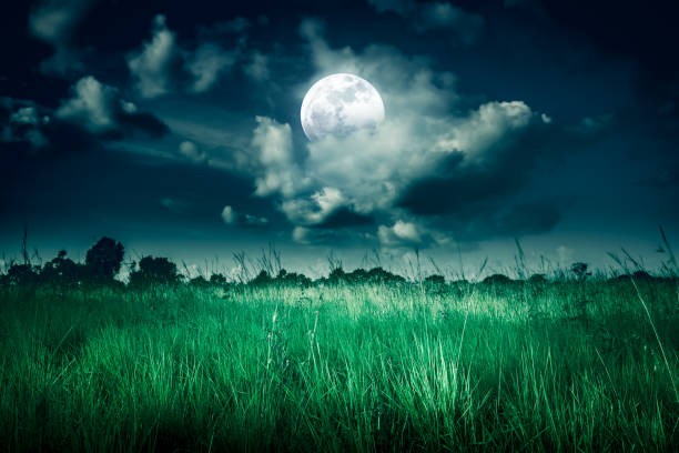 istock Night sky with clouds and full moon behind partial cloudy above  wilderness area in forest. 1163550294