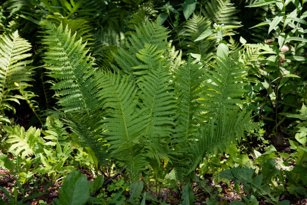 istock Nature of Quebec 1163550473