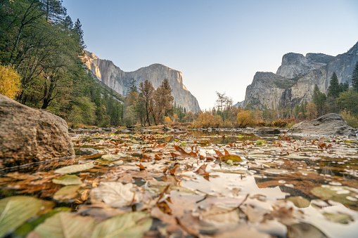 El Capitan reflection on river at Yosemite national park, USA in Autumn with yellow and orange leaves floating on water surface