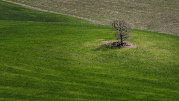 istock Landscape of Tuscany 1163551554