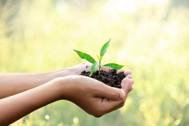 istock Hands are planting the seedlings into the soil 1163551888