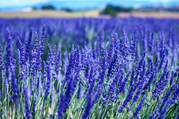 istock France, Provence, Valensole 1163551953