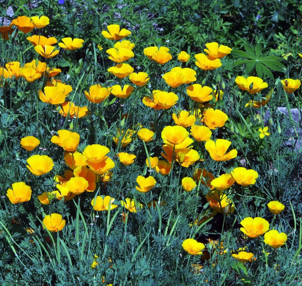 istock bright yellow flowers on the lawn 1163552176
