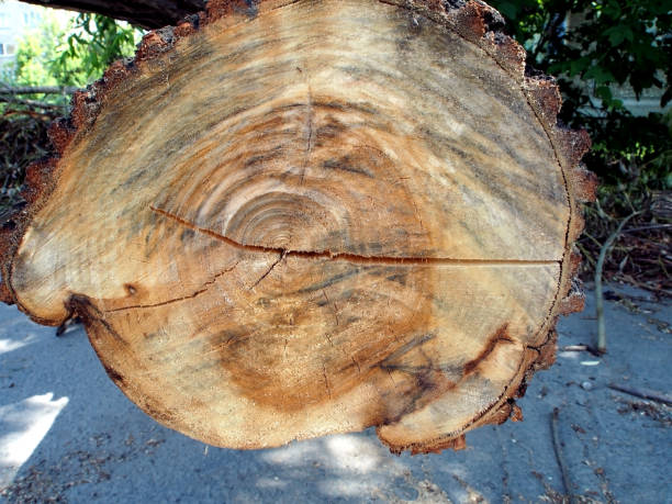 istock cracked the sawn end of a log 1163552178