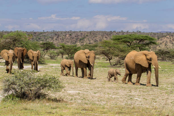 istock Elephant herd in Buffalo Springs Reserve in Kenya 1163552964
