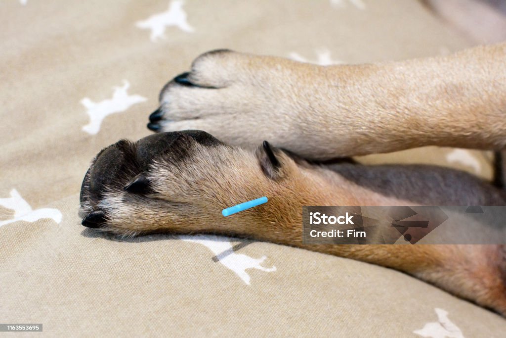 Einzelne lange blaue Akupunkturnadeln, die in der Pfote des Hundes kleben, um schweren Reiz durch Allergien zu behandeln - Lizenzfrei Akupunktur Stock-Foto