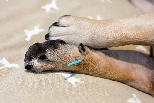 Agujas de acupuntura azul larga y única que se pegan en la pata de perro para tratar la picazón grave causada por alergias photo