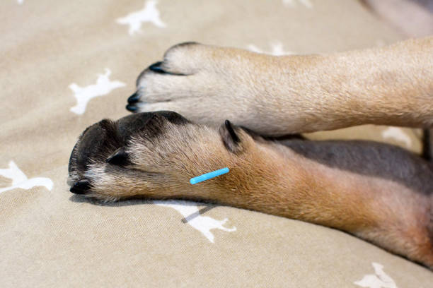 Single long blue acupuncture needles sticking in paw of dog to treat severe itchiness caused by allergies acupuncture animal arm photos stock pictures, royalty-free photos & images