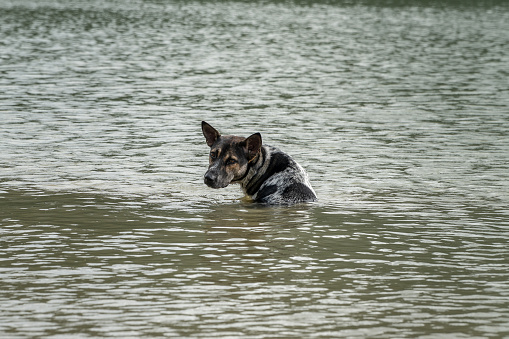 A stray dog sits alone in the flood. Don't abandoned.
