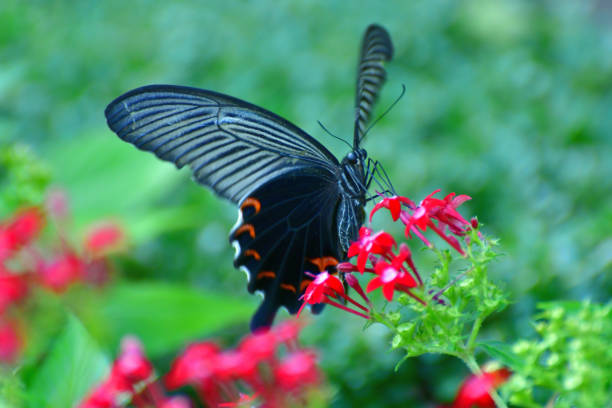 istock Butterfly and Pentas lanceolata Flower 1163554970