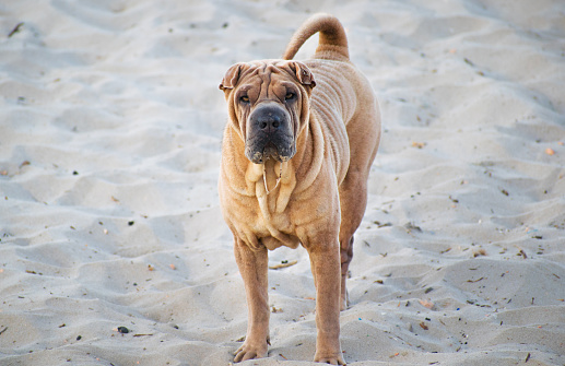 Shar Pei dog standing on the beach staring at the camera.