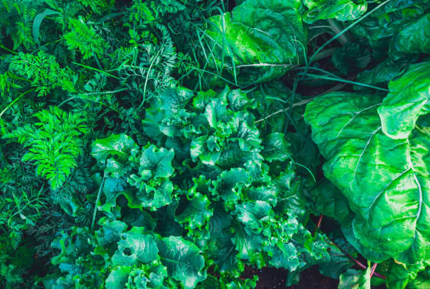 green salat in a growing box from the top view