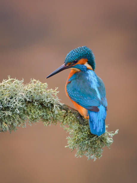 istock European Kingfisher Male 1163555494