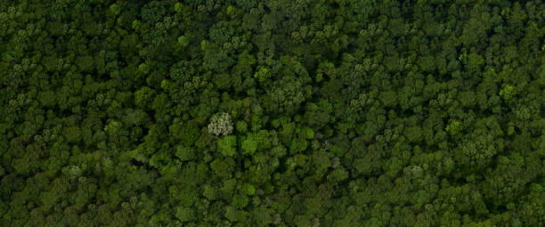 Aerial top view forest, Texture of forest view from above, with copy space design for web banner.
