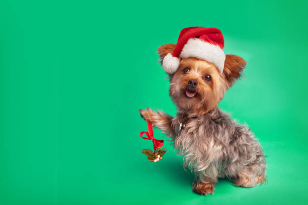 istock Yorkie Dog in Santa Hat Holding Mistletoe 1163556640