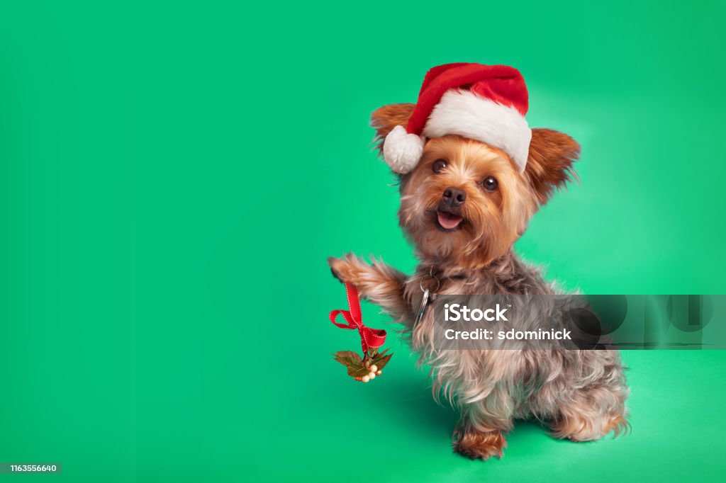 Yorkie Dog in Santa Hat Holding Mistletoe A Yorkshire Terrier in a Santa hat holding mistletoe on a green background. Dog Stock Photo