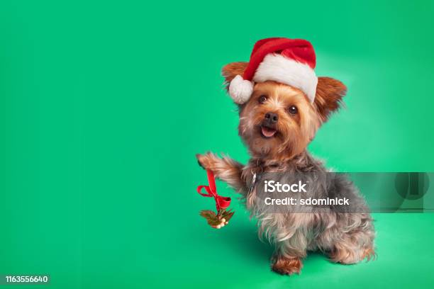 Yorkie Dog In Santa Hat Holding Mistletoe Stock Photo - Download Image Now - Dog, Green Background, Paw