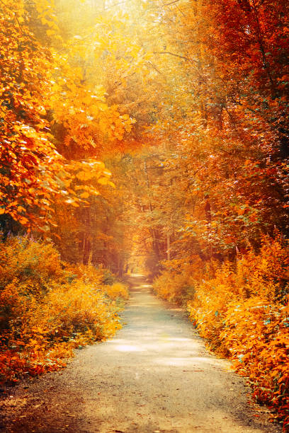 Autumn landscape beautiful colored trees. Wonderful picturesque background. Selective focus. Autumn landscape beautiful colored trees. Wonderful picturesque background. Selective focus. Vertical. single lane road photos stock pictures, royalty-free photos & images