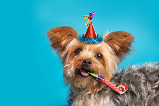 a close up of a Yorkshire Terrier on a blue background with a party hat on and a party blower in his mouth.