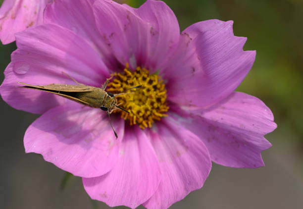 Skipper (butterfly) on Flower in garden