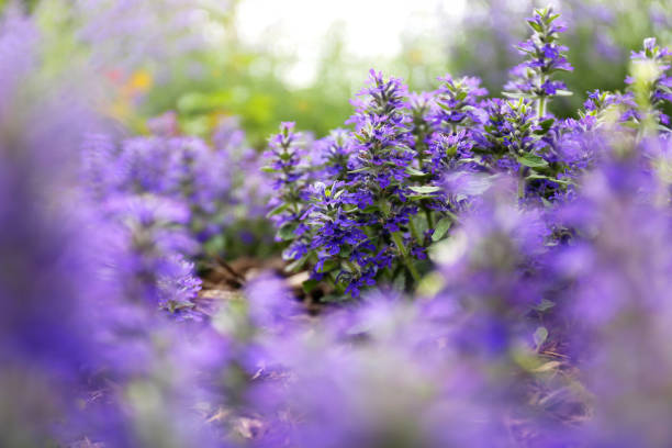 A dreamy photo of the purple garden plant Bronze Beauty Ajuga, or Bugleweed flowers with a blurred background.