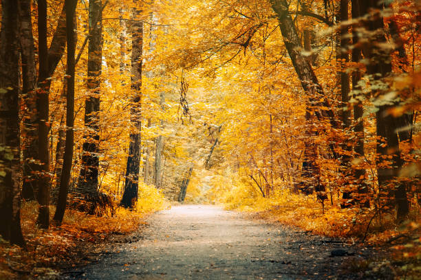 istock Autumn landscape beautiful colored trees. Wonderful picturesque background. Selective focus. 1163556789