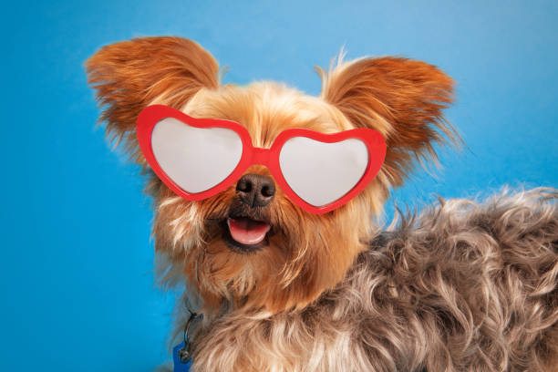istock Yorkshire Terrier Dog in Heart Sunglasses 1163556796
