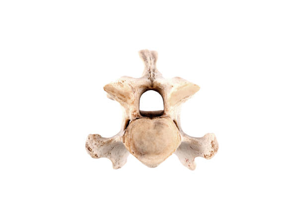 osso da vértebra real-espinha dorsal-de uma cabra - thoracic vertebrae - fotografias e filmes do acervo