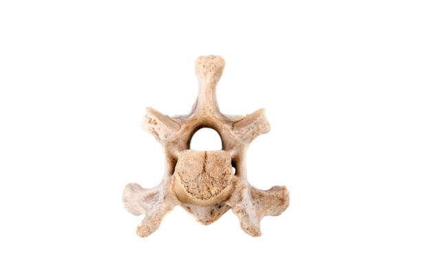 istock real vertebra bone - backbone - of a goat 1163558146