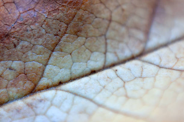 Leaf detail background stock photo