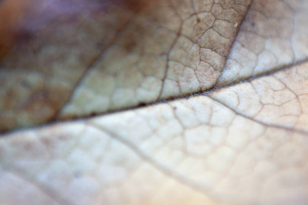 Leaf detail background stock photo