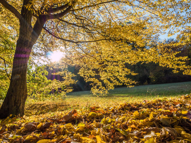 istock Colorful Trees in the Autumn 1163558855