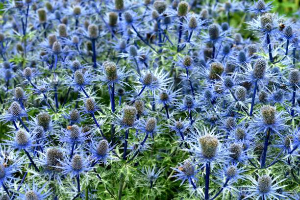istock Eryngium in flower. 1163559569