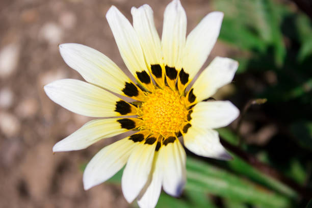 beautiful bright chamomile flower close up, holiday gift - m chamomilla imagens e fotografias de stock