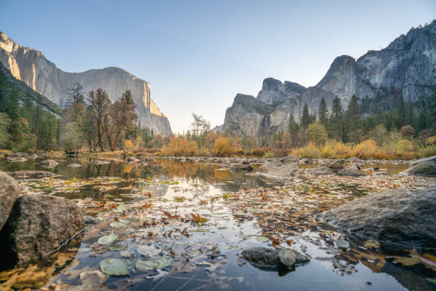 el capitan reflexion auf fluss im yosemite nationalpark, usa im herbst mit gelben und orangen blättern, die auf der wasseroberfläche schwimmen - see mirror lake stock-fotos und bilder