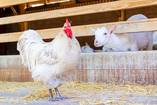 Free range chicken and curious goat on a Dutch organic farm