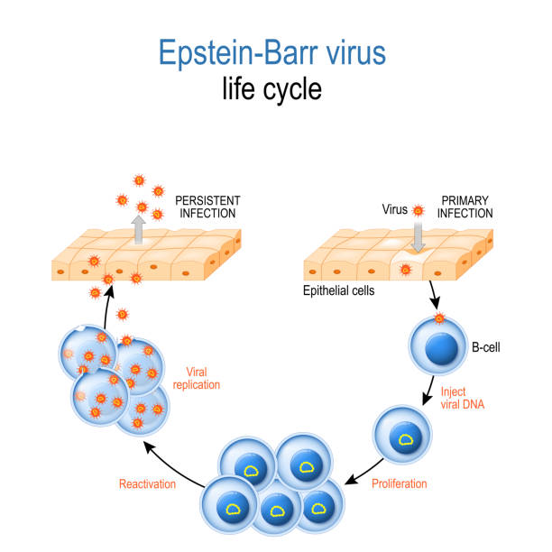 illustrations, cliparts, dessins animés et icônes de virus epstein-barr. cycle - hodgkins disease