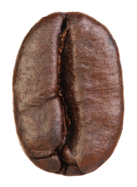 chiodo di caffè isolato su sfondo bianco con percorso di ritaglio - coffee crop bean seed directly above foto e immagini stock