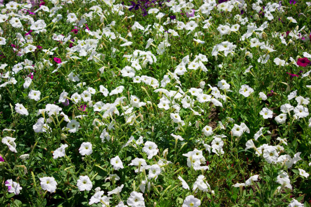 beautiful many petunia bright flower close up, holiday gift - m chamomilla imagens e fotografias de stock