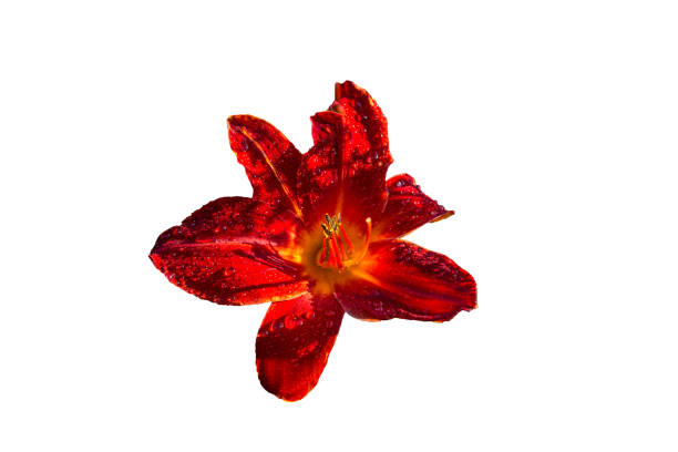 istock Daylily (Hemerocallis) flower, isolated on pure white background 1163562501