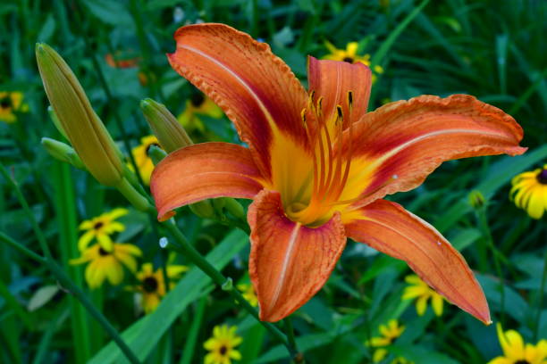 istock Orange daylily flower and buds 1163562729