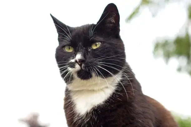 portrait shot of a tuxedo cat outdoors