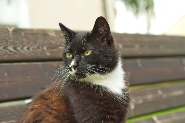 portrait shot of a tuxedo cat outdoors