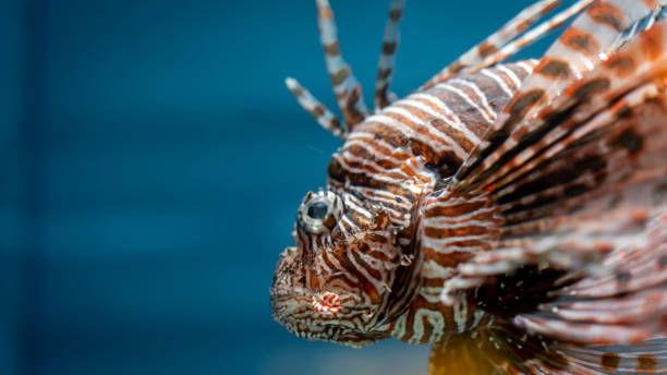 Animal Photo Strange Face Fish Marine Animal arothron nigropunctatus stock pictures, royalty-free photos & images