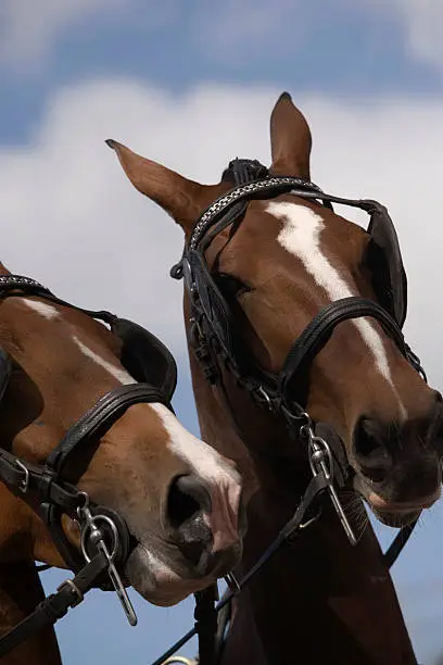 close-up of two harnessed horseheads